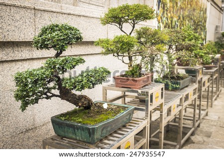 bonsai trees aligned in a row - selective focus on first bonsai