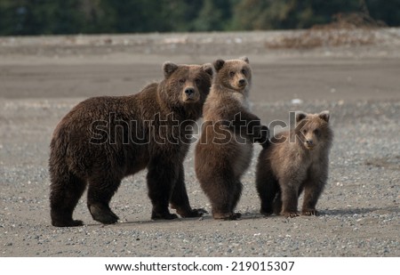 Costal Brown Bears