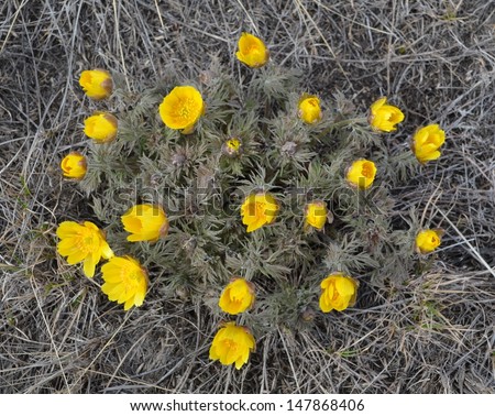 Adonis spring appears in the spring steppe ahead of many other colors. Natural bouquets of flowers adorn the spring steppe / Adonis spring