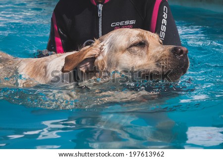 MILAN, ITALY - JUNE 7: Dog enjoys the swimming pool at Quattrozampeinfiera, event and activities dedicated to dogs, cats and their owner on JUNE 7, 2014 in Milan.