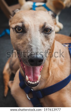 MILAN, ITALY - JUNE 7: Portrait of a cute greyhound dog at Quattrozampeinfiera, event and activities dedicated to dogs, cats and their owner on JUNE 7, 2014 in Milan.
