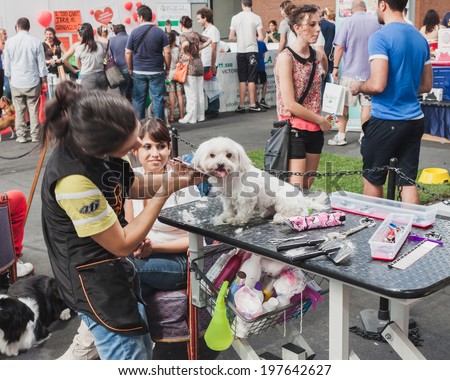 MILAN, ITALY - JUNE 7: Clipping a dog at Quattrozampeinfiera, event and activities dedicated to dogs, cats and their owner on JUNE 7, 2014 in Milan.