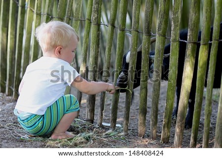Cute little girl is feeding with a grass a goat behind the fence in the kiddie farm in the park