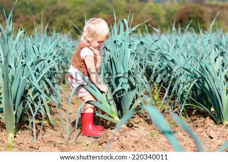 Happy little child, cute blonde toddler girl in casual outfit and red rubber rain boots enjoying nature playing outdoors helping to harvest bio leeks growing in organic field on sunny autumn day