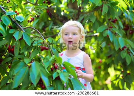 Child picking sweet cherries on a farm and eating bio fruit. Little girl playing in cherry tree garden in agricultural bio farm on sunny summer day. Kid picking healthy organic fruit.