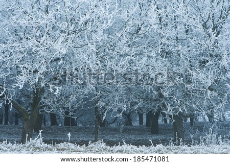 Beautiful view of winter forest in twilight
