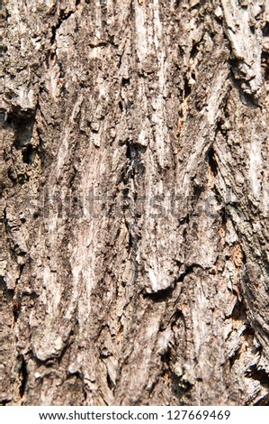 Bark texture is different up to kind of tree