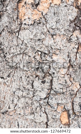 Bark texture is different up to kind of tree