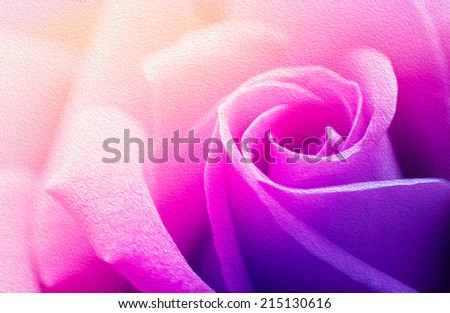 Pastel rose in soft style for background