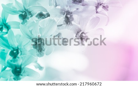 Orchid in soft and blurred for background and design