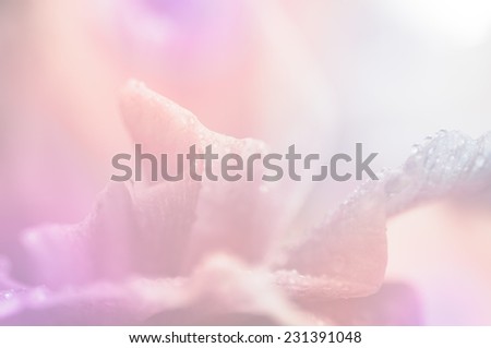 Soft of petal flower fill color filter for made background