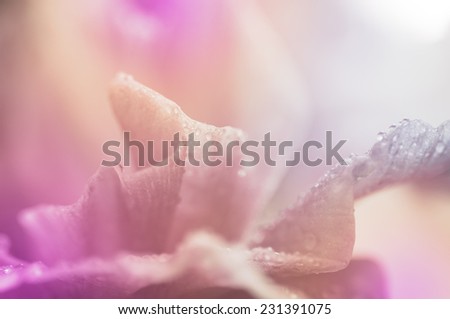 Soft of petal flower fill color filter for made background