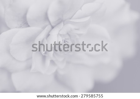 Soft rose for background in soft and blur style with color filter