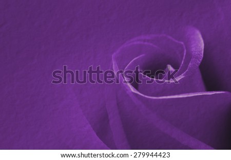 Purple rose in soft and blur style for background