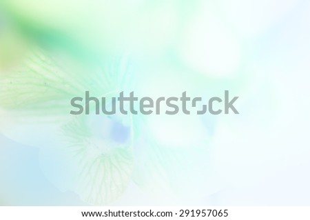 Green and blue orchid in soft and blue style for background