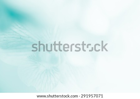Green blue  orchid in soft and blue style for background