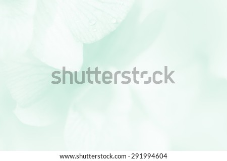 Soft background orchid flower in soft and blur style