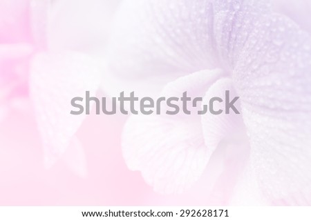Soft color of close up orchid in soft and blur style for background design