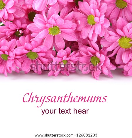 Pink chrysanthemums isolated on white background with sample text