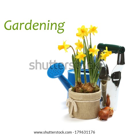 Two pots with young spring flowers and blue watering can over white with sample text