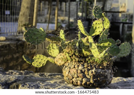cactus in a stone jar