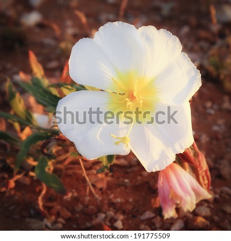 White desert flower in early morning sunlight.