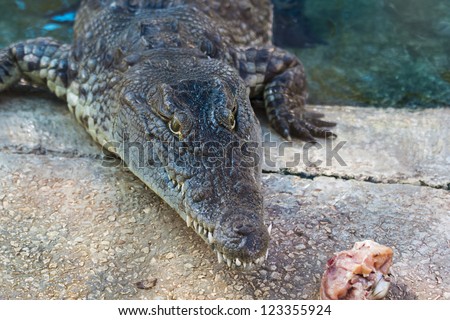 crocodile at a dinner at the zoo