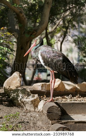 portrait of black stork in nature