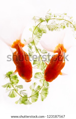 The goldfish  is a freshwater fish in the family Cyprinidae . It was one of the earliest fish to be domesticated, and is one of the most commonly kept aquarium fish.