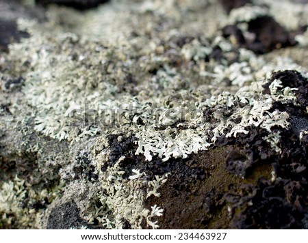 Hammered Shield Lichen or Waxpaper lichen on rock in black & white. The scientific name is Parmelia sulcata and has lobes and leaf like body