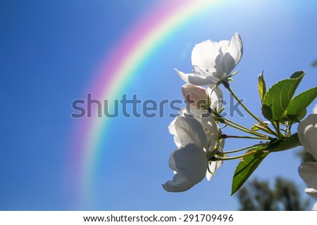 Flowers of apple on the background of rainbow, macro