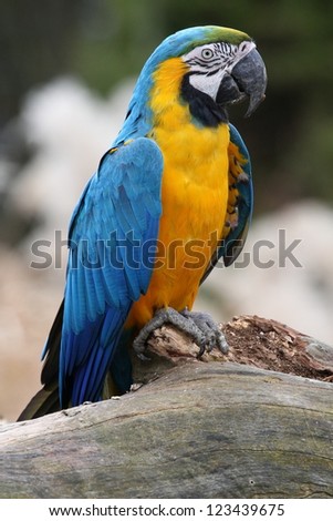 blue and yellow parrot