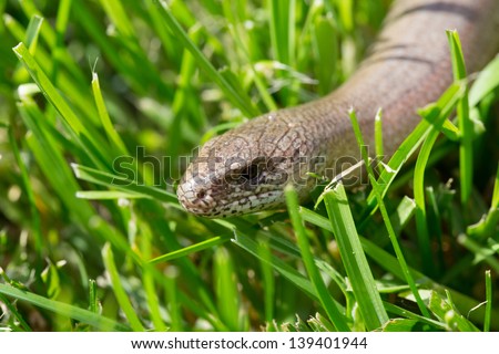 blind worm in the green grass