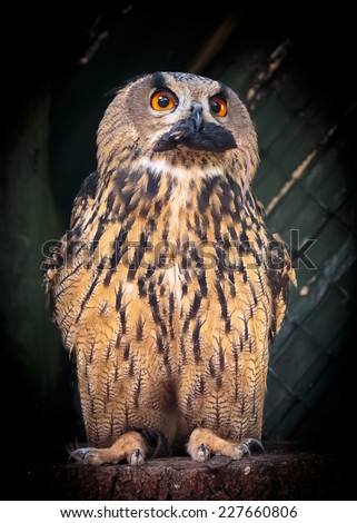 sitting eagle owl with mouse in his mouth \