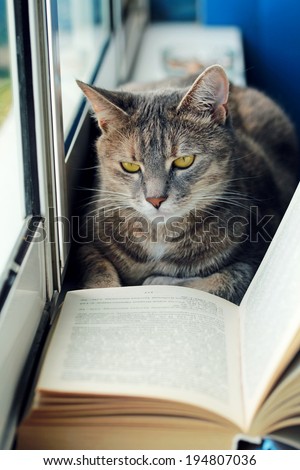 Cat reading a book by the window