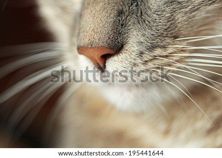 cat nose close up