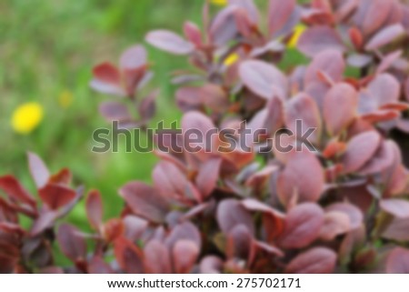 Blurred violet leaves plant background