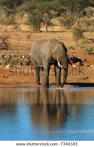 An African Elephant bull drinking water in the Kruger National Park, South Africa.