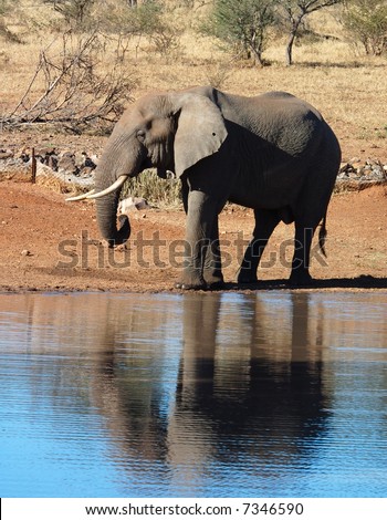 An African Elephant drinking water in the Kruger National Park, South Africa.