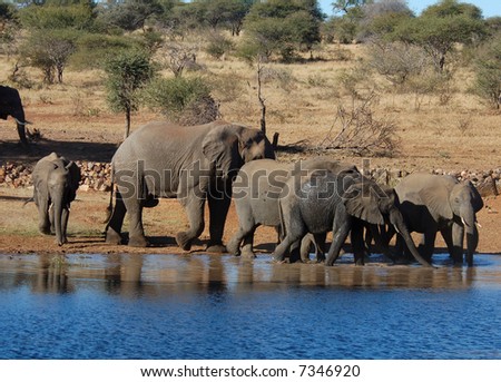 A herd of African Elephants drinking water in the Kruger National Park, South Africa.