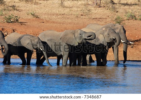 A herd of African Elephants drinking water.