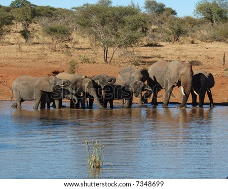 A herd of African Elephants drinking water.