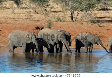 A herd of African Elephants drinking water in the Kruger National Park, South Africa.