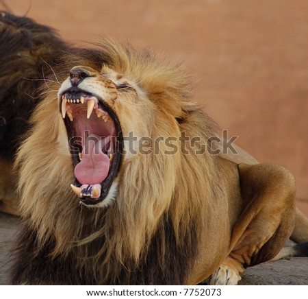 A male lion yawning, displaying its powerful jaws and sharp teeth.