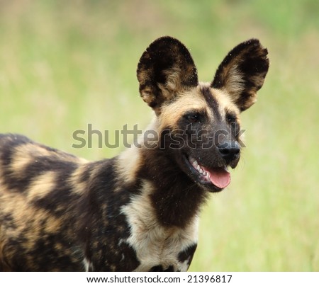 African Wild Dog, highly endangered species of Africa, photographed in the wild.