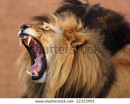 Male African Lion (Panthera leo) in Africa, one of the big five of wildlife.