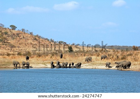 African Elephants drinking at a river.