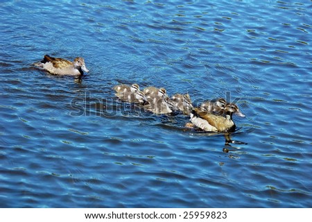 A ducks swimming in a pond