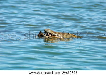 stock photo : Nile crocodile eating impala antelope