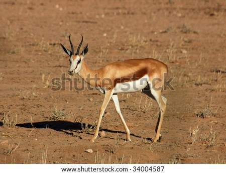 A Springbok Antelope in the Kalahari Desert, Southern Africa.